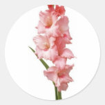gorgeous pink orange gladiolas round stickers