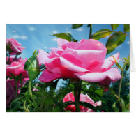 Gorgeous pink rose in blue sky. Floral photography Card