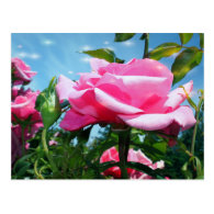 Gorgeous pink rose in blue sky. Floral photography Postcards