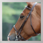 Gorgeous Quarter Horse Poster