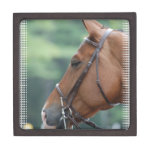 Gorgeous Quarter Horse Premium Gift Box