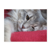 gorgeous raisin Postcard 3