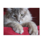 gorgeous raisin Postcard 4