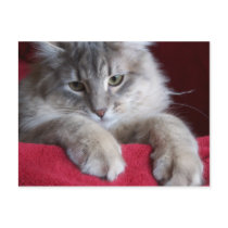 gorgeous raisin Postcard 4