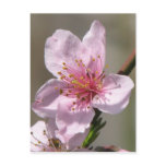 Gorgeous  Raspberry Bloom Postcard