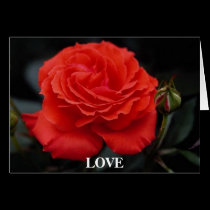 Gorgeous Rose 1 cards