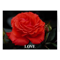 Gorgeous Rose 1 cards