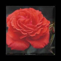 Gorgeous Rose 1 magnets