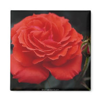 Gorgeous Rose 1 magnets
