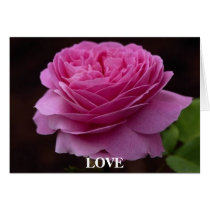 Gorgeous Rose 3 cards