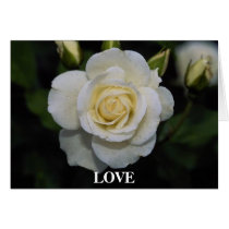 Gorgeous Rose 5 cards