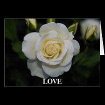 Gorgeous Rose 5 cards