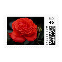 Gorgeous Roses 1 stamps