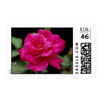 Gorgeous Roses 2 stamps