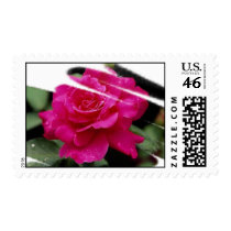 Gorgeous Roses 2a stamps
