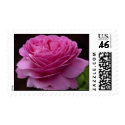 Gorgeous Roses 3 postage by MickeyElvis Gorgeous Roses 3 postage