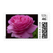 Gorgeous Roses 3 postage