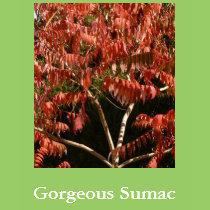 Gorgeous Sumac t-shirts