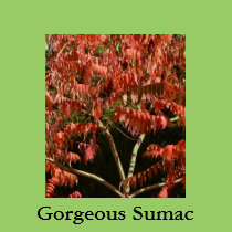 Gorgeous Sumac t-shirts