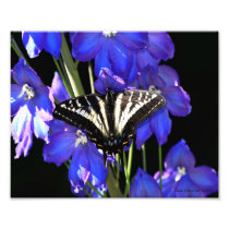 Gorgeous Swallowtail Butterfly on Delphinium Photo Print