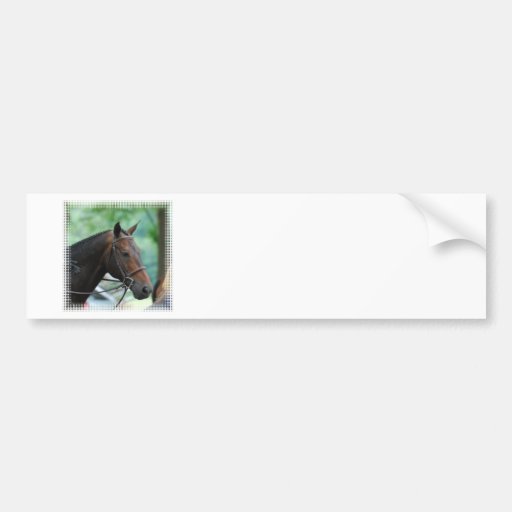 Gorgeous Warmblood Horse Bumper Stickers