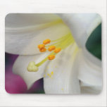 Gorgeous While Lily
