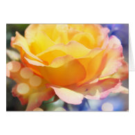 Gorgeous yellow rose flower.  Floral photography. Cards