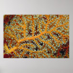 Gorgonian feeding in heavy currents posters