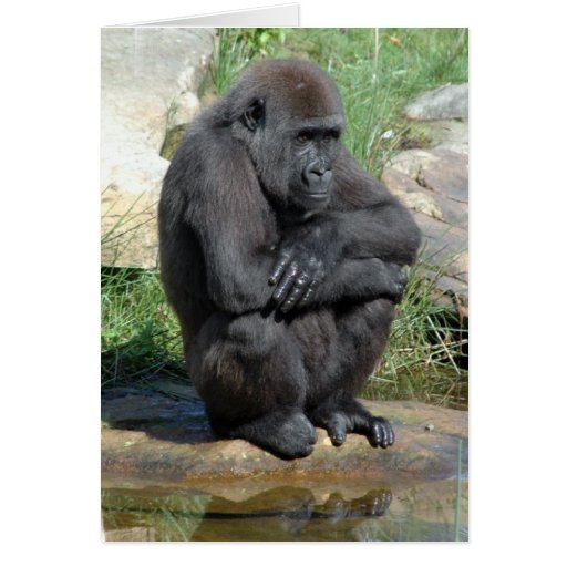 Gorila Sitting Greeting Card