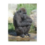 Gorila Sitting Postcard