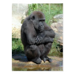 Gorila Sitting Postcard