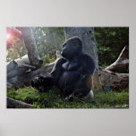 Gorilla and the Sun Print
