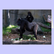 gorilla back cards