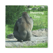gorilla backside, Mooning You magnets by KatAnnette gorilla backside, Mooning You magnets
