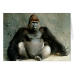 gorille, ape, great, primate, zoo, animal, photo