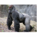 gorilla desk guard photo sculptures