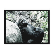 Gorilla Diva postcards by kjmabe Gorilla Diva postcards