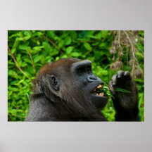 Gorilla Eating Salad Poster