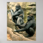 Gorilla Family Print