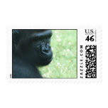 Gorilla Gaze Postage Stamp