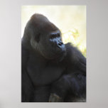 Gorilla Gaze Poster