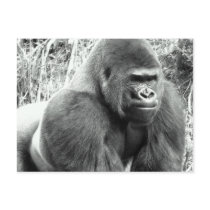 Gorilla in Black and White Post Card
