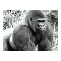 Gorilla in Black and White Poster