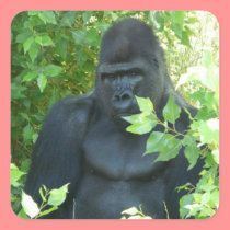 gorilla in the bush stickers