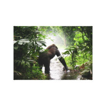 Gorilla In The Jungle Stretched Canvas Prints