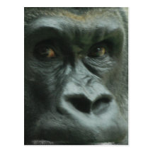 Gorilla in the Mist  Postcards