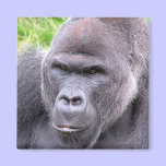 Gorilla Magnet magnets