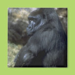 Gorilla Magnet