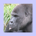 Gorilla Magnet magnets