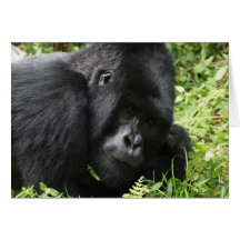 Gorilla my dreams - male cards